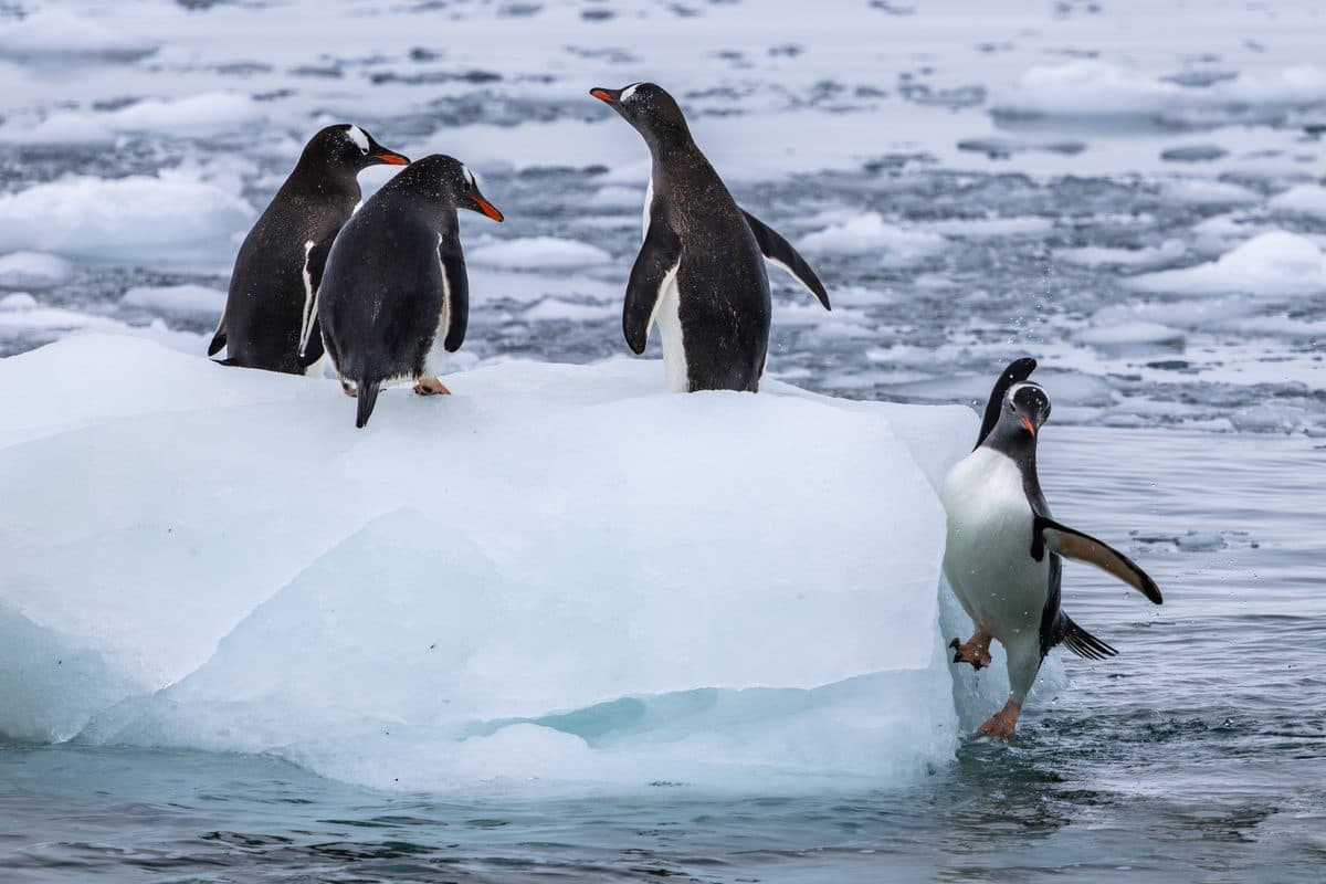 Three chinstrap penguins helping a friend up the ice