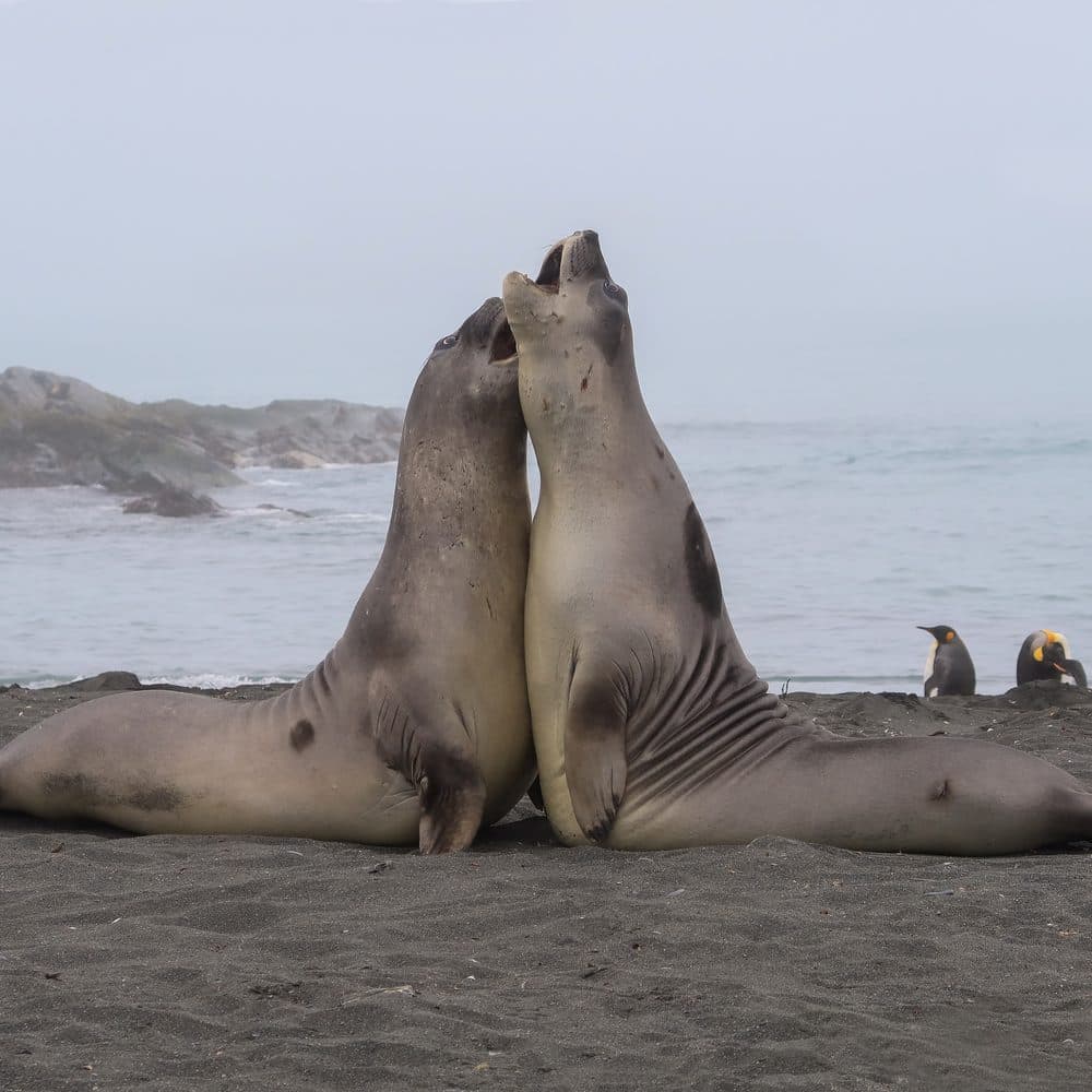 Two elephant seals tussling on the beach