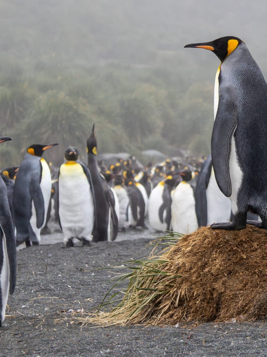 A regal king penguin standing alone on a mound