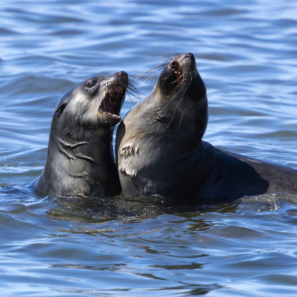 Two fur seals sparring in the surf