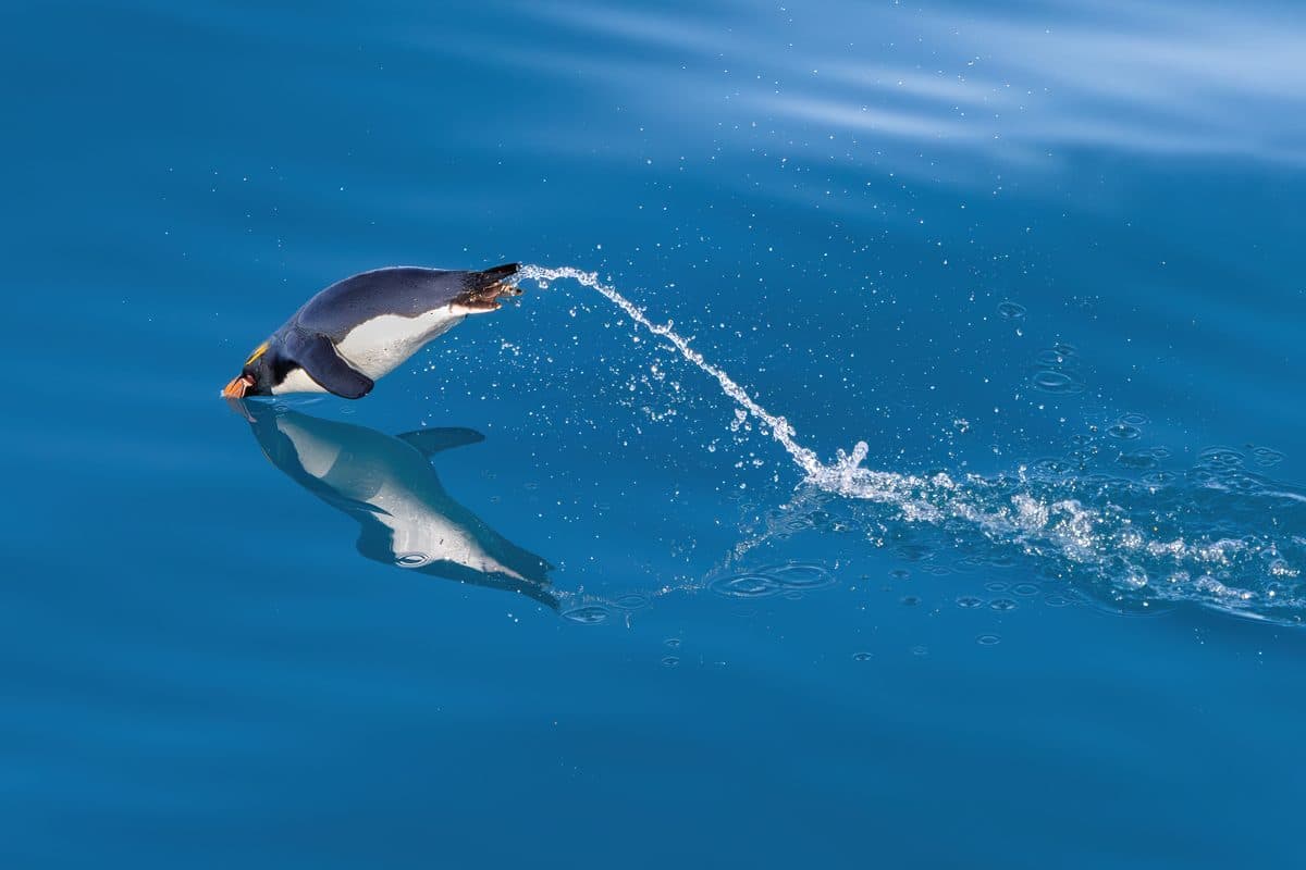 A macaroni penguin porpoising through the surf